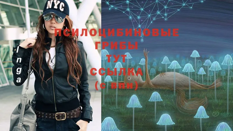 Псилоцибиновые грибы MAGIC MUSHROOMS  где найти   Бологое 